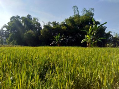 Doğal arka planı olan güzel bir pirinç tarlası.