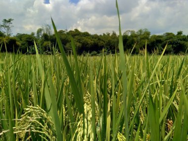 Doğal arka planı olan güzel bir pirinç tarlası.