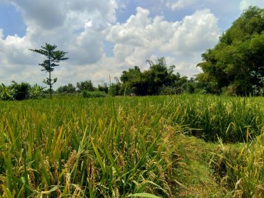 Doğal arka planı olan güzel bir pirinç tarlası.