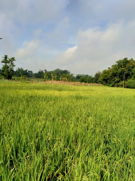 Piękny Widok Pola Ryżu Naturalnym Tle — Zdjęcie stockowe