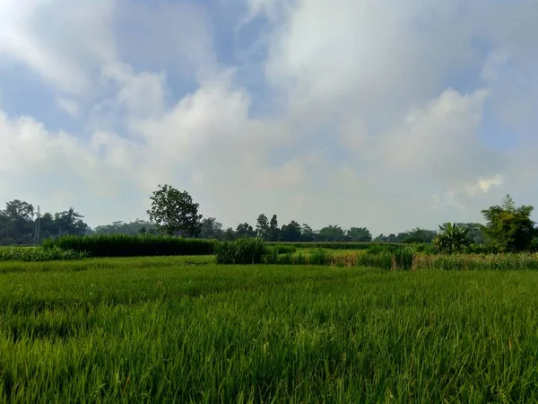 Bella Vista Campo Riso Con Sfondo Naturale — Foto Stock