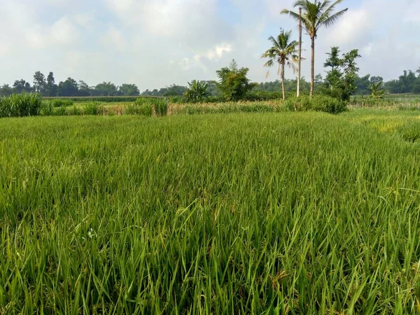 Schöne Aussicht Reisfeld Mit Natürlichem Hintergrund — Stockfoto