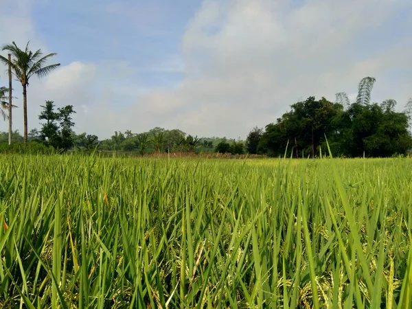 Schöne Aussicht Reisfeld Mit Natürlichem Hintergrund — Stockfoto
