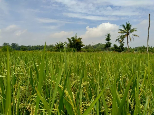 Hermosa Vista Campo Arroz Con Fondo Natural —  Fotos de Stock