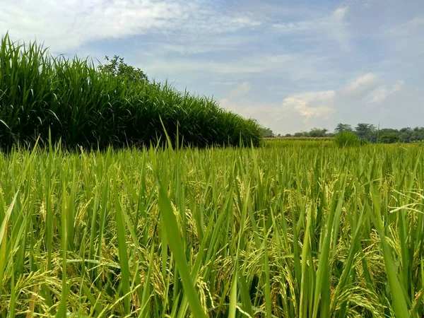 Hermosa Vista Campo Arroz Con Fondo Natural —  Fotos de Stock