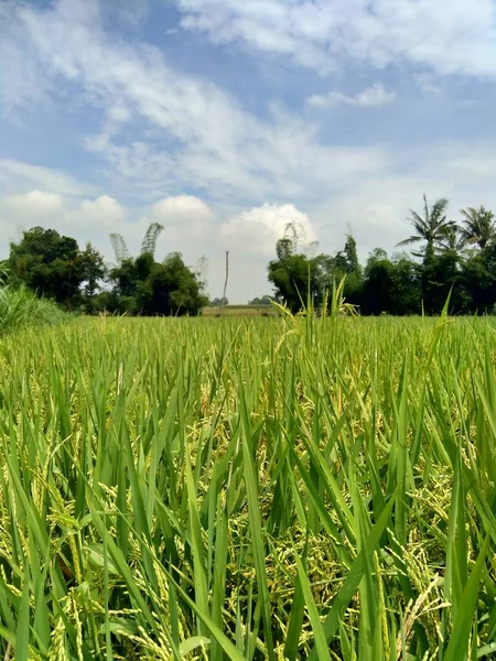 Hermosa Vista Campo Arroz Con Fondo Natural —  Fotos de Stock