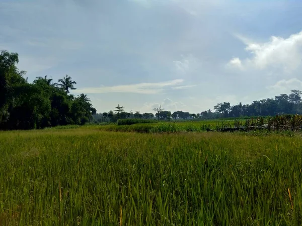 Indah Melihat Sawah Dengan Latar Belakang Alam — Stok Foto