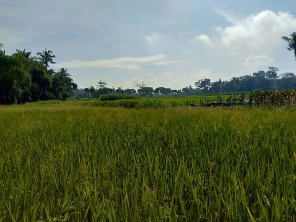 Piękny Widok Pola Ryżu Naturalnym Tle — Zdjęcie stockowe