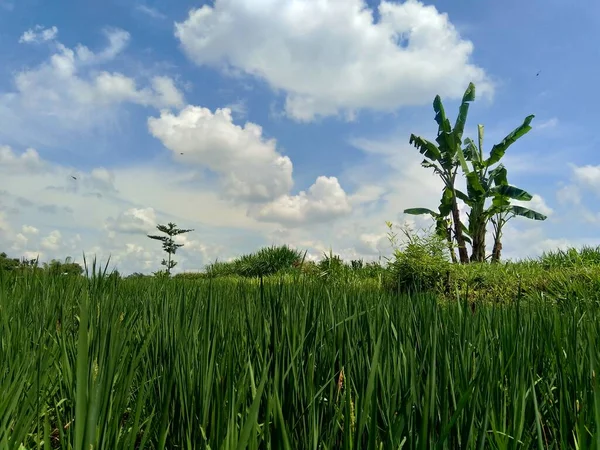 Doğal Arka Planı Olan Güzel Bir Pirinç Tarlası — Stok fotoğraf