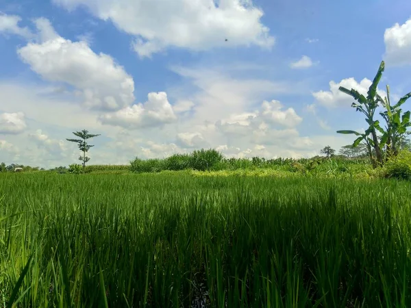 Doğal Arka Planı Olan Güzel Bir Pirinç Tarlası — Stok fotoğraf