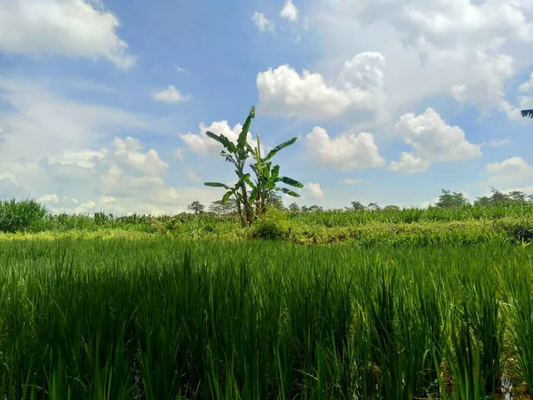 Hermosa Vista Campo Arroz Con Fondo Natural —  Fotos de Stock