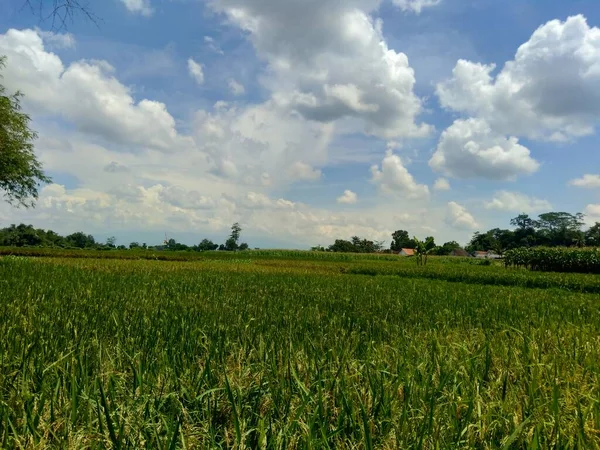 Indah Melihat Sawah Dengan Latar Belakang Alam — Stok Foto