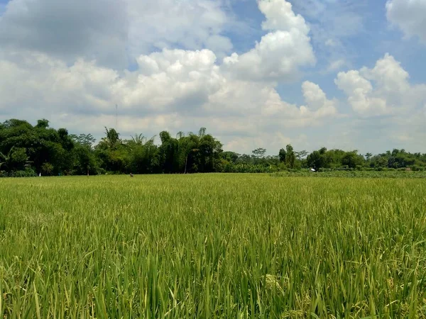 Vacker Utsikt Ris Fält Med Naturlig Bakgrund — Stockfoto