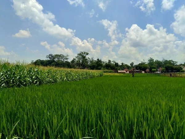 Гарний Вид Рисового Поля Природним Фоном — стокове фото
