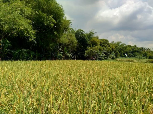 Гарний Вид Рисового Поля Природним Фоном — стокове фото