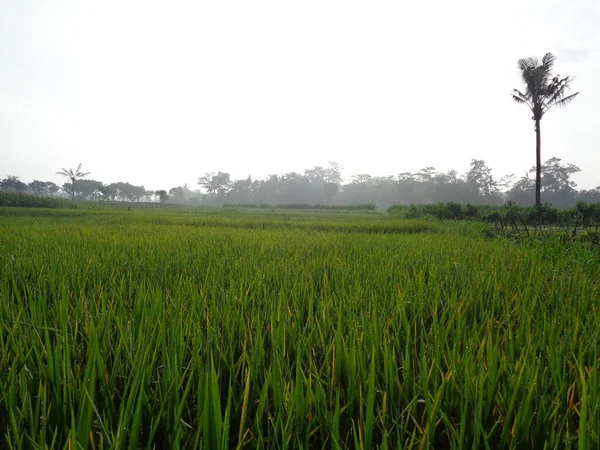 Красивый Вид Рисовое Поле Естественным Фоном — стоковое фото