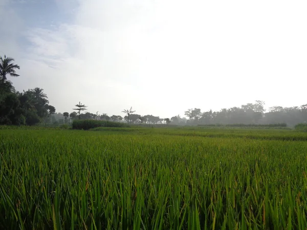 Krásný Výhled Rýžové Pole Přírodním Pozadím — Stock fotografie