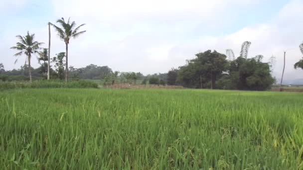 Campo Arroz Vista Bonita Com Fundo Natural — Vídeo de Stock