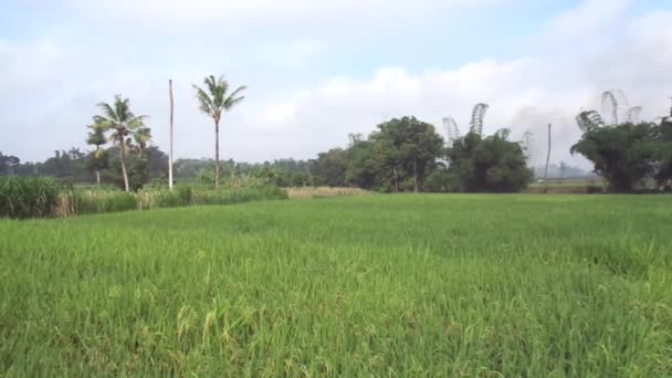 Bella Vista Campo Riso Con Sfondo Naturale — Video Stock