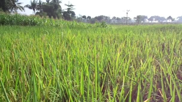 Campo Arroz Vista Bonita Com Fundo Natural — Vídeo de Stock