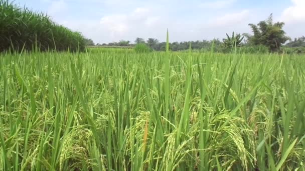 Гарний Вид Рисового Поля Природним Фоном — стокове відео
