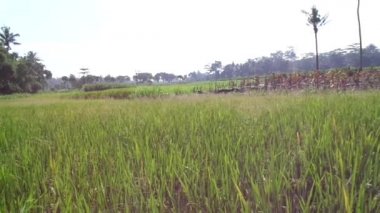 Doğal arka planı olan güzel bir pirinç tarlası.