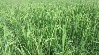 Doğal arka planı olan güzel bir pirinç tarlası.