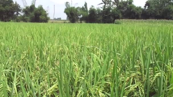 Prachtig Uitzicht Rijstveld Met Natuurlijke Achtergrond — Stockvideo