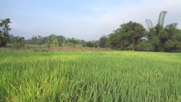 Vacker Utsikt Ris Fält Med Naturlig Bakgrund — Stockvideo