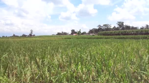 Hermosa Vista Campo Arroz Con Fondo Natural — Vídeos de Stock