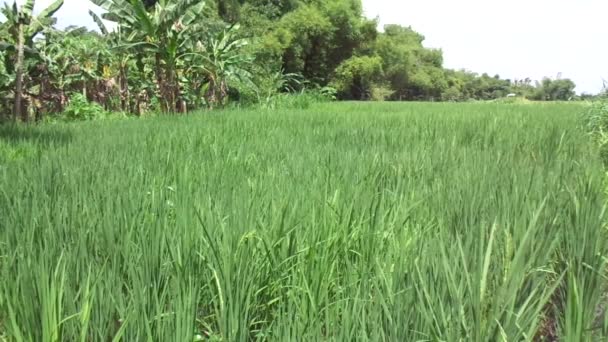 Prachtig Uitzicht Rijstveld Met Natuurlijke Achtergrond — Stockvideo