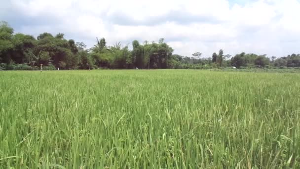 Schöne Aussicht Reisfeld Mit Natürlichem Hintergrund — Stockvideo