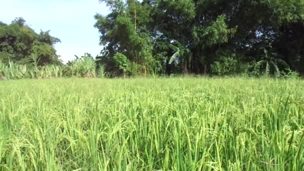 Krásný Výhled Rýžové Pole Přírodním Pozadím — Stock video