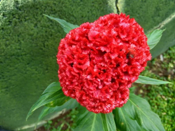 Растение Cockscomb Известное Celosia Cristata Celosia Argentea Естественном Фоне — стоковое фото