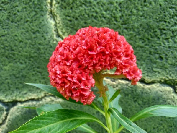 Cockscomb Συνήθως Ονομάζεται Celosia Cristata Celosia Argentea Φυτό Φυσικό Υπόβαθρο — Φωτογραφία Αρχείου