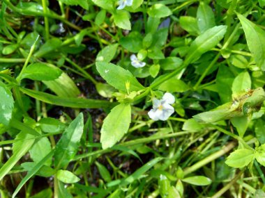 Bacopa monnieri (yaygın olarak su hyssop, brahmi, kekik yapraklı gratiola, zarafet bitkisi, Hint pennywort) bitkisi olarak adlandırılır.
