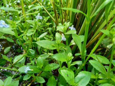 Bacopa monnieri (yaygın olarak su hyssop, brahmi, kekik yapraklı gratiola, zarafet bitkisi, Hint pennywort) bitkisi olarak adlandırılır.