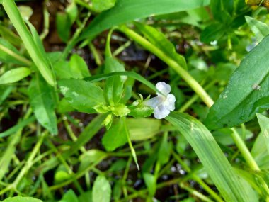 Bacopa monnieri (yaygın olarak su hyssop, brahmi, kekik yapraklı gratiola, zarafet bitkisi, Hint pennywort) bitkisi olarak adlandırılır.