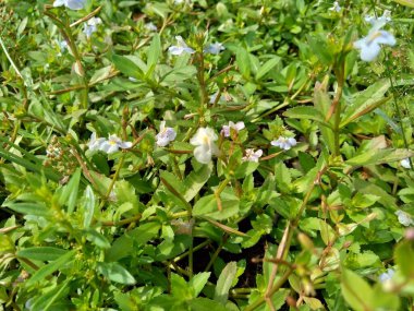 Bacopa monnieri (yaygın olarak su hyssop, brahmi, kekik yapraklı gratiola, zarafet bitkisi, Hint pennywort) bitkisi olarak adlandırılır.