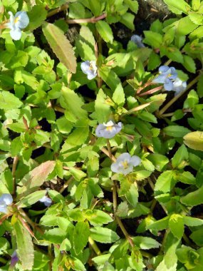 Bacopa monnieri (yaygın olarak su hyssop, brahmi, kekik yapraklı gratiola, zarafet bitkisi, Hint pennywort) bitkisi olarak adlandırılır.