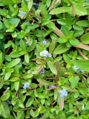Bacopa monnieri (yaygın olarak su hyssop, brahmi, kekik yapraklı gratiola, zarafet bitkisi, Hint pennywort) bitkisi olarak adlandırılır.