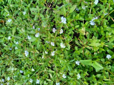 Bacopa monnieri (yaygın olarak su hyssop, brahmi, kekik yapraklı gratiola, zarafet bitkisi, Hint pennywort) bitkisi olarak adlandırılır.