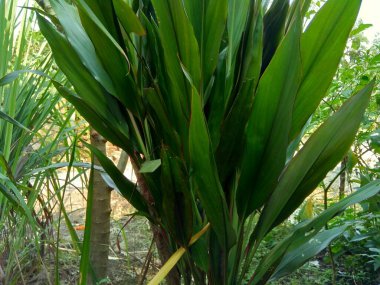 Cordyline fruticosa (yaygın olarak tiplant, palmiye zambağı, lahana palmiyesi, iyi şans bitkisi olarak adlandırılır) doğal arka planı olan)