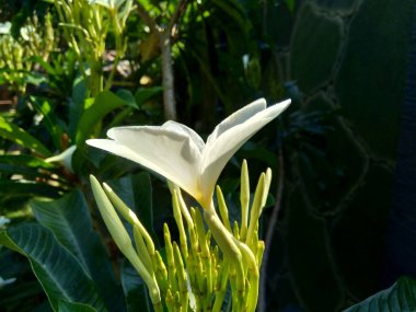 Beyaz Plumeria bölgesini doğal olarak kapatın.