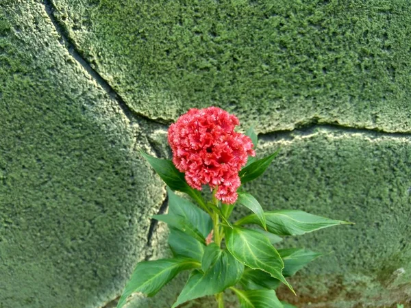 Hahnenkamm Celosia Cristata Celosia Argentea Pflanze Mit Natürlichem Hintergrund — Stockfoto