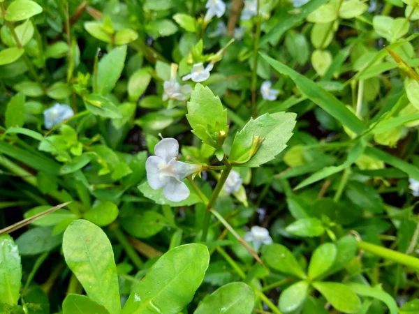 Bacopa Monnieri Comumente Chamado Hissopo Água Brahmi Gratiola Folhas Tomilho — Fotografia de Stock