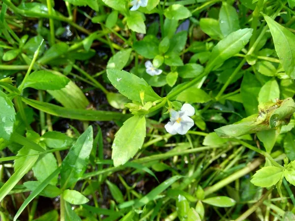 Bacopa Monnieri Powszechnie Nazywana Hizopem Wodnym Brahmi Gratiola Liściasta Zioło — Zdjęcie stockowe