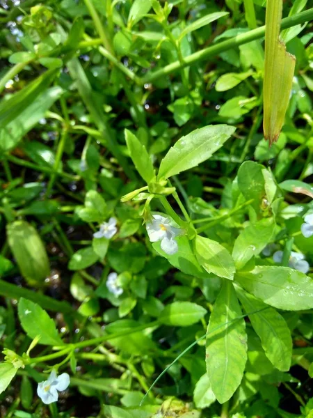 Bacopa Monnieri Comumente Chamado Hissopo Água Brahmi Gratiola Folhas Tomilho — Fotografia de Stock