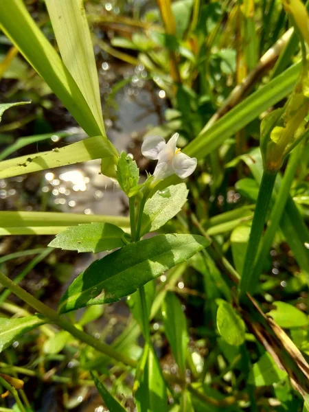 Bacopa Monnieri Comumente Chamado Hissopo Água Brahmi Gratiola Folhas Tomilho — Fotografia de Stock