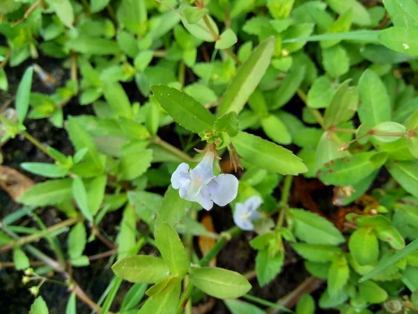 Bacopa Monnieri Comúnmente Llamado Hisopo Agua Brahmi Gratiola Hojas Tomillo — Foto de Stock